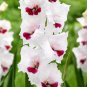 Gladiola Flower  - White Compact Flowers with Rose Red Centre  600 Seeds