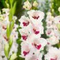 Gladiola Flower  - White Compact Flowers with Rose Red Centre  600 Seeds