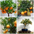 Dwarf Standing Calamondin Citrus Orange Tree   60 Seeds