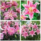 Double Lily Flower Plants   - Rose Red Flowers  200 Seeds