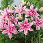 Double Lily Flower Plants   - Rose Red Flowers  200 Seeds