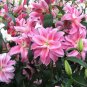 Double Lily Flower Plants   - Rose Red Flowers  200 Seeds