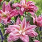 Double Lily Flower Plants   - Rose Red Flowers  200 Seeds