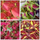 Rainbow Coleus 200 Seeds