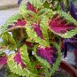 Rainbow Coleus 200 Seeds