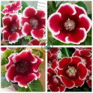 Rare Gloxinia Plant  - Damask Fresh Red Flowers with White Edge 200 Seeds
