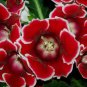Rare Gloxinia Plant - Damask Fresh Red Flowers with White Edge 200 Seeds