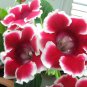Rare Gloxinia Plant - Damask Fresh Red Flowers with White Edge 200 Seeds