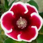Rare Gloxinia Plant - Damask Fresh Red Flowers with White Edge 200 Seeds