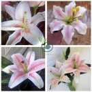 Rare Peruvian Lily Alstroemeria 200 Seeds