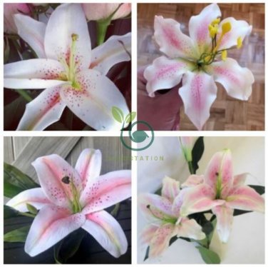 Rare Peruvian Lily Alstroemeria 200 Seeds