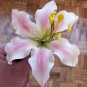 Rare Peruvian Lily Alstroemeria 200 Seeds