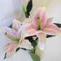 Rare Peruvian Lily Alstroemeria 200 Seeds