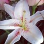 Rare Peruvian Lily Alstroemeria 200 Seeds