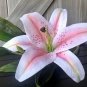 Rare Peruvian Lily Alstroemeria 200 Seeds
