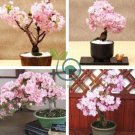 Bonsai Sakura Seeds Garden Sakura Japanese Cherry Blooms Flower 20 Seeds