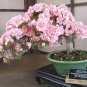 Bonsai Sakura Seeds Garden Sakura Japanese Cherry Blooms Flower 20 Seeds