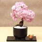 Bonsai Sakura Seeds Garden Sakura Japanese Cherry Blooms Flower 20 Seeds