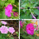 Jasmine Mirabilis Flower  Yellow and Hot Pink Petals Flowers 40 Seeds