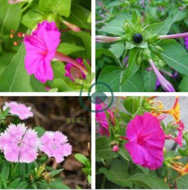 Jasmine Mirabilis Flower  Yellow and Hot Pink Petals Flowers 40 Seeds
