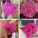 Gypsophila Paniculata Baby's Breath Graceful Flowers 800 Seeds