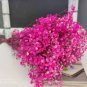 Gypsophila Paniculata Baby's Breath Graceful Flowers 800 Seeds