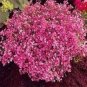 Gypsophila Paniculata Baby's Breath Graceful Flowers 800 Seeds