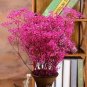 Gypsophila Paniculata Baby's Breath Graceful Flowers 800 Seeds