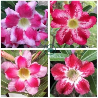 Desert Rose Adenium  4 Seeds