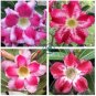 Desert Rose Adenium  4 Seeds