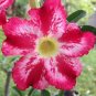 Desert Rose Adenium  4 Seeds