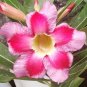 Desert Rose Adenium 4 Seeds