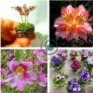 Mixed 4 Colors Orchid 200 Seeds