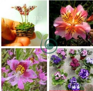 Mixed 4 Colors Orchid 200 Seeds