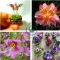 Mixed 4 Colors Orchid 200 Seeds