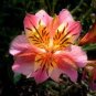 Mixed 4 Colors Orchid 200 Seeds