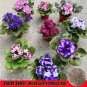 Mixed 4 Colors Orchid 200 Seeds