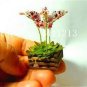 Mixed 4 Colors Orchid 200 Seeds