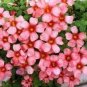 Rainbow Oxalis Wood Sorrel Flower 200 Seeds