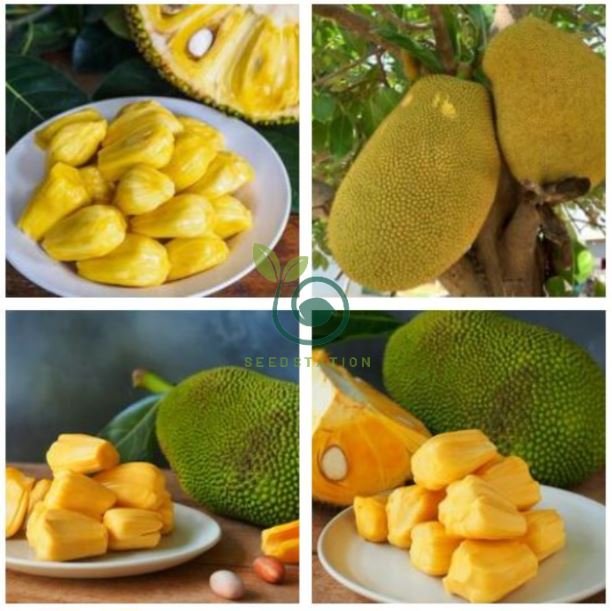 Fresh Jackfruit Fruit 10 Seeds