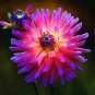 Rare Chinese Peony Planting Greenery Flowers 40 Seeds