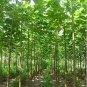 Paulownia elongata New Forest Tree 1000 Seeds