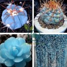 Blue Spring Grass Rare Succulents Plant 4000 Seeds