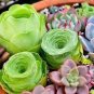 Rare Sempervivum Mix Succulent Potted Plants 200 Seeds