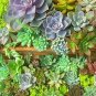 Rare Sempervivum Mix Succulent Potted Plants 200 Seeds