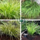 Acorus Gramineus Bonsai 200 Seeds
