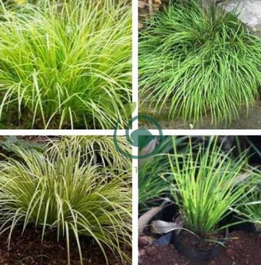 Acorus Gramineus Bonsai 200 Seeds