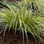 Acorus Gramineus Bonsai 200 Seeds