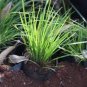 Acorus Gramineus Bonsai 200 Seeds