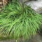 Acorus Gramineus Bonsai 200 Seeds